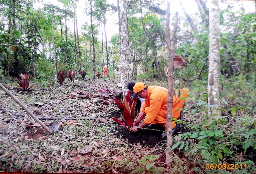 Reforestación sendero agualinda y por la vía apia pueblo Rico